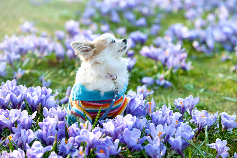 chihuahua sitting in field of lavender flowers