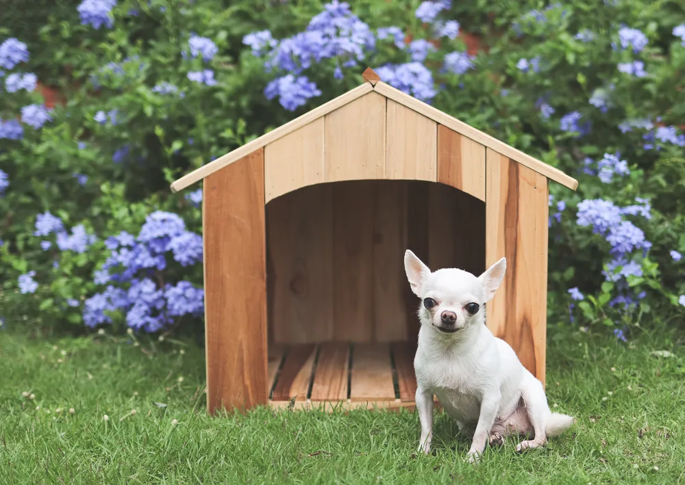 does a chihuahua require a large yard?