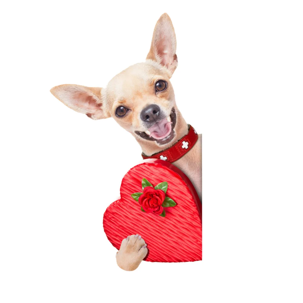 happy chihuahua holding a red heart box of chocolates