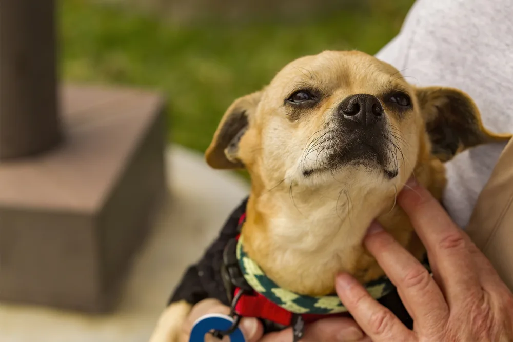 fawn chihuahua being petted by man