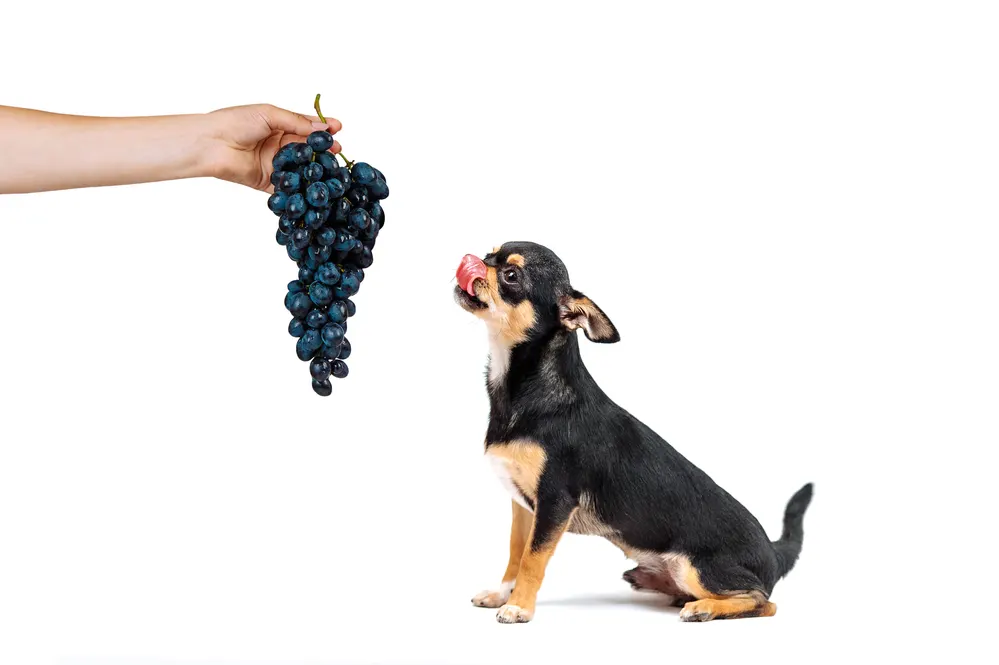hand holding grapes in front of black and tan chihuahua