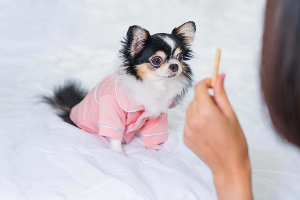 long hair chihuahua in pink coat looking at the treat hand is holding