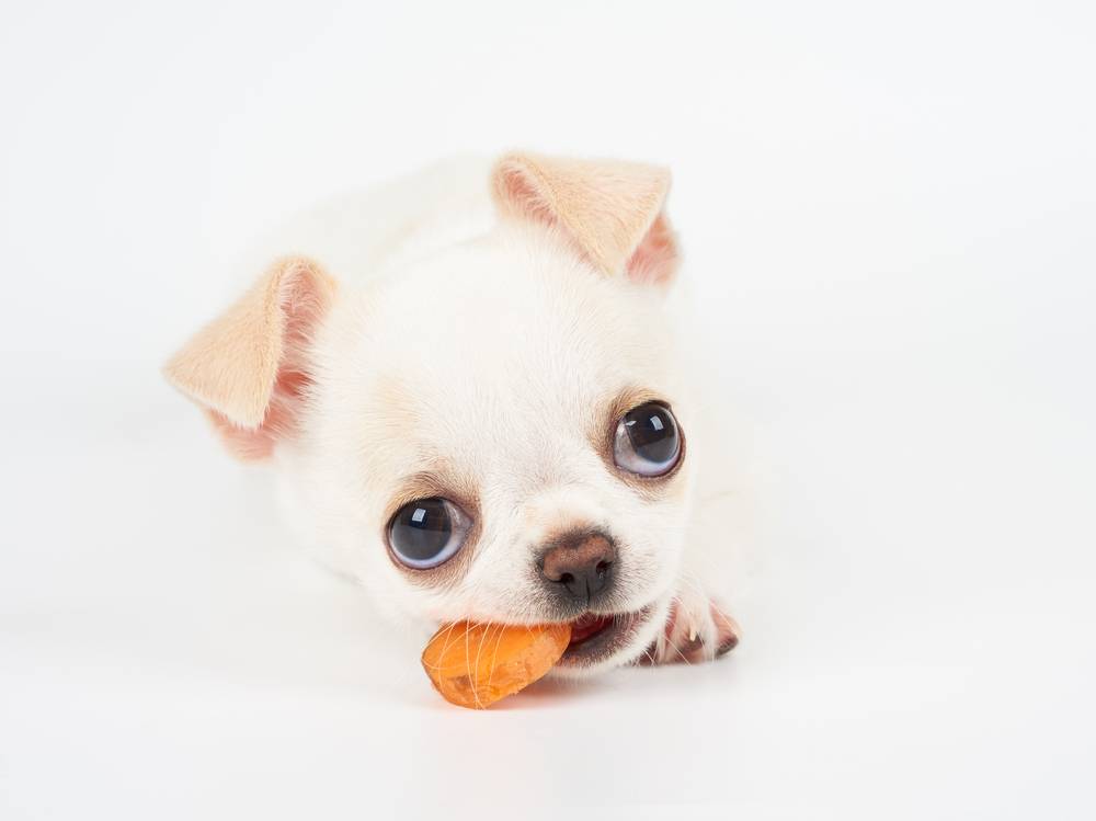 white chihuahua puppy eating carrot.