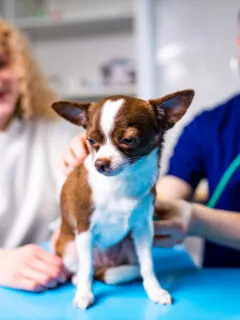 red hair woman with brown and white chihuahua being checked by veterinarian