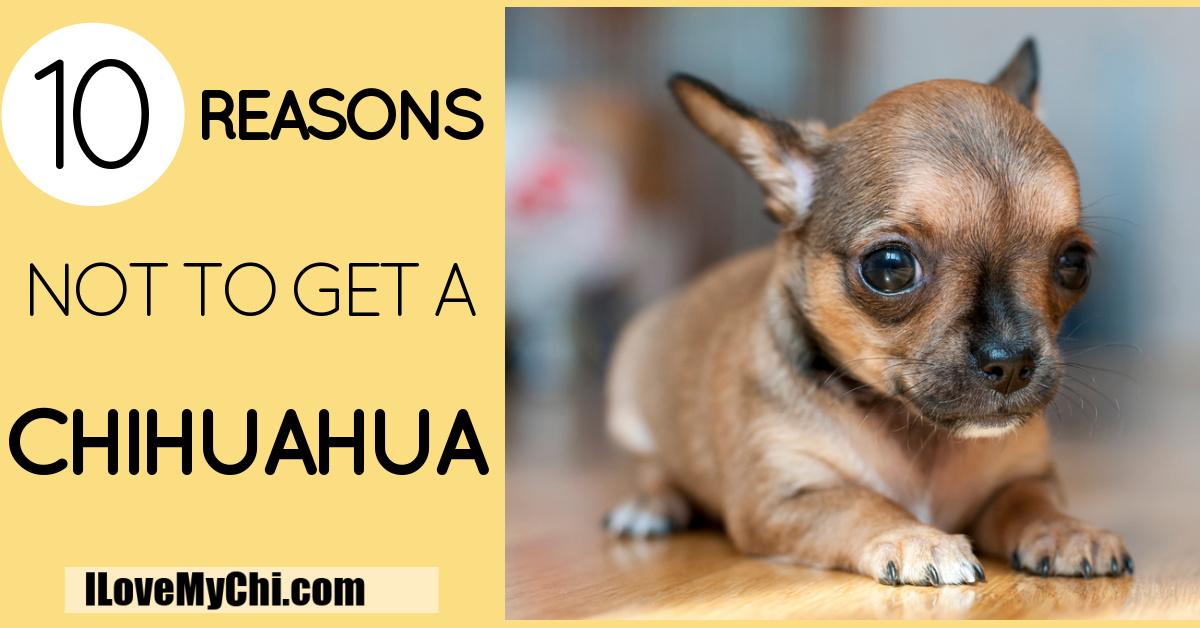 why you should not get a chihuahua?