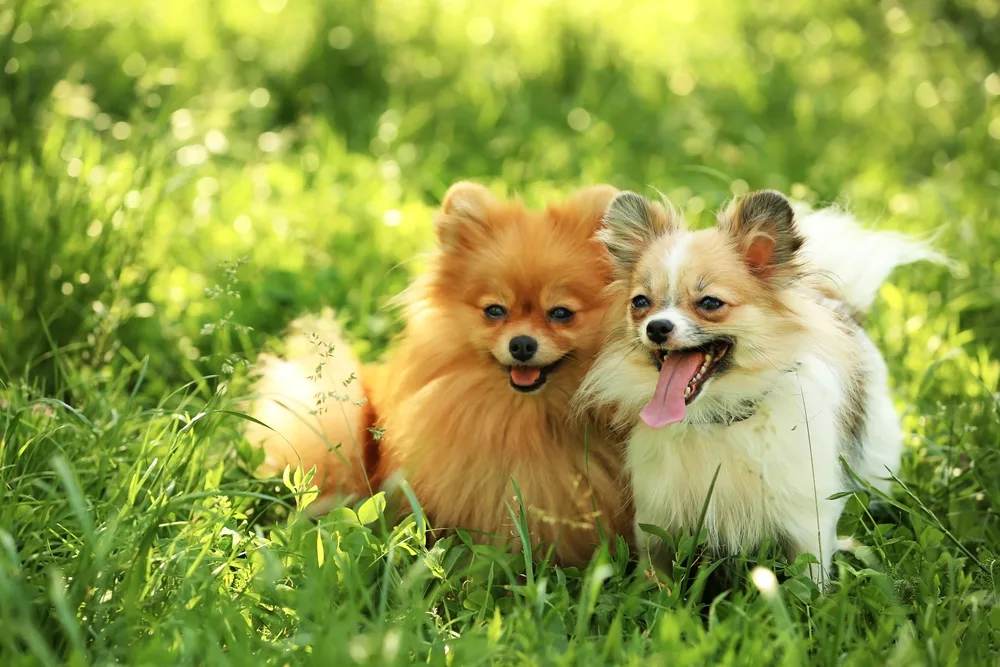 2 long hair chihuahuas in grass