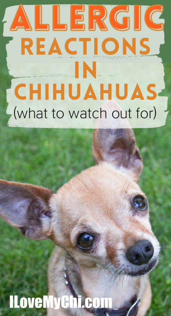chihuahua sitting in grass