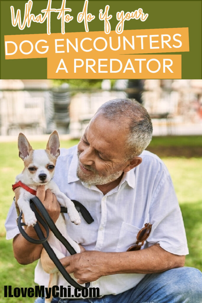 man holding chihuahua with leash outside