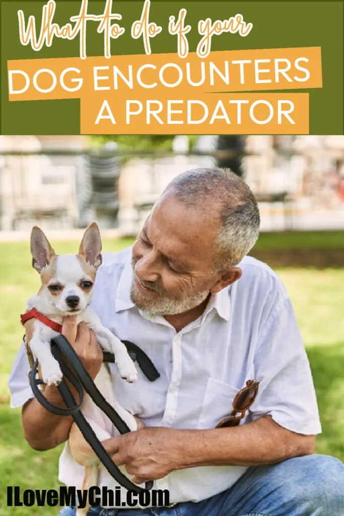man holding chihuahua with leash outside