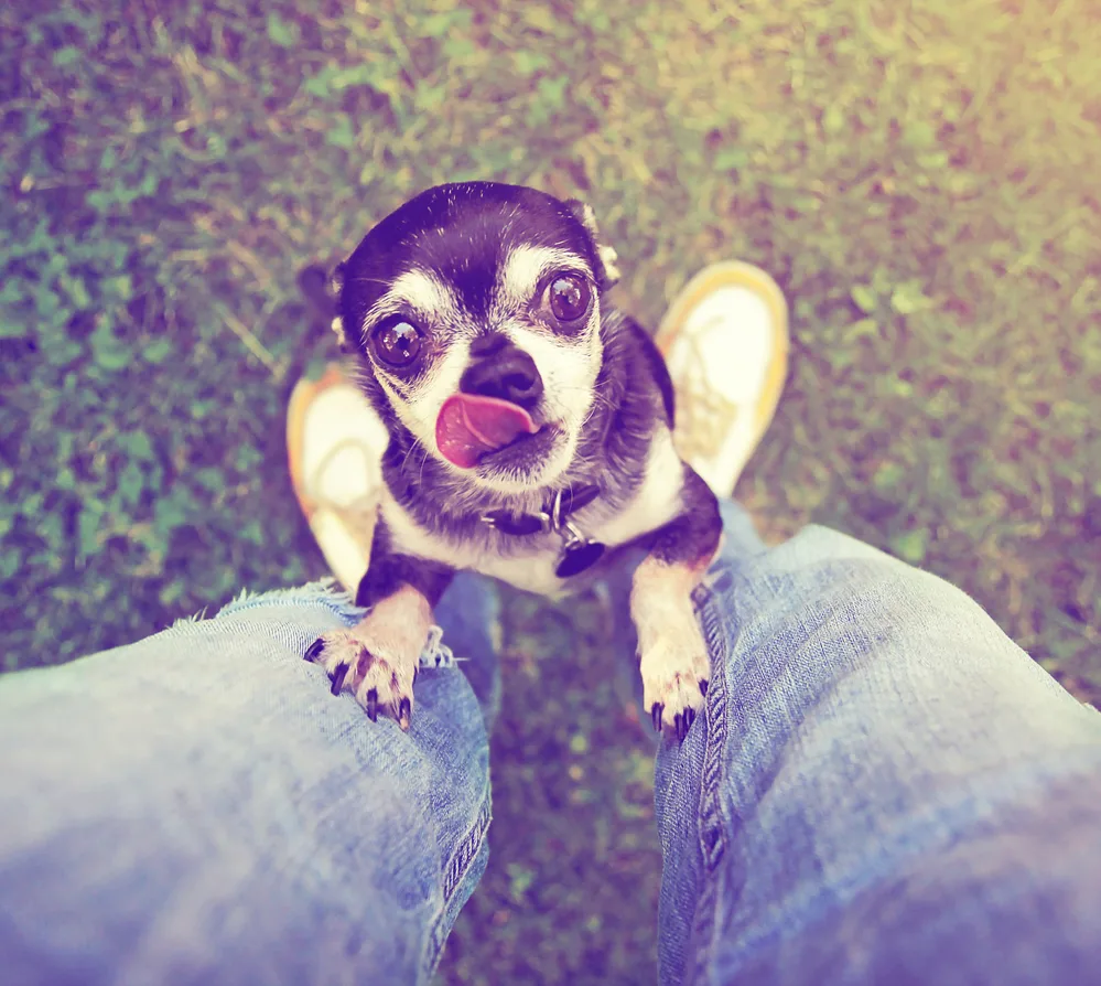 chihuahua begging against human legs