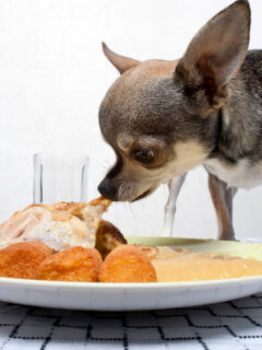 chihuahua eating people food on dinner plate