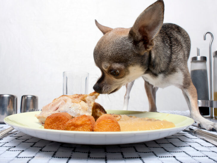 chihuahua eating people food on dinner plate