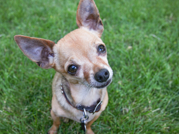 chihuahua sitting in grass
