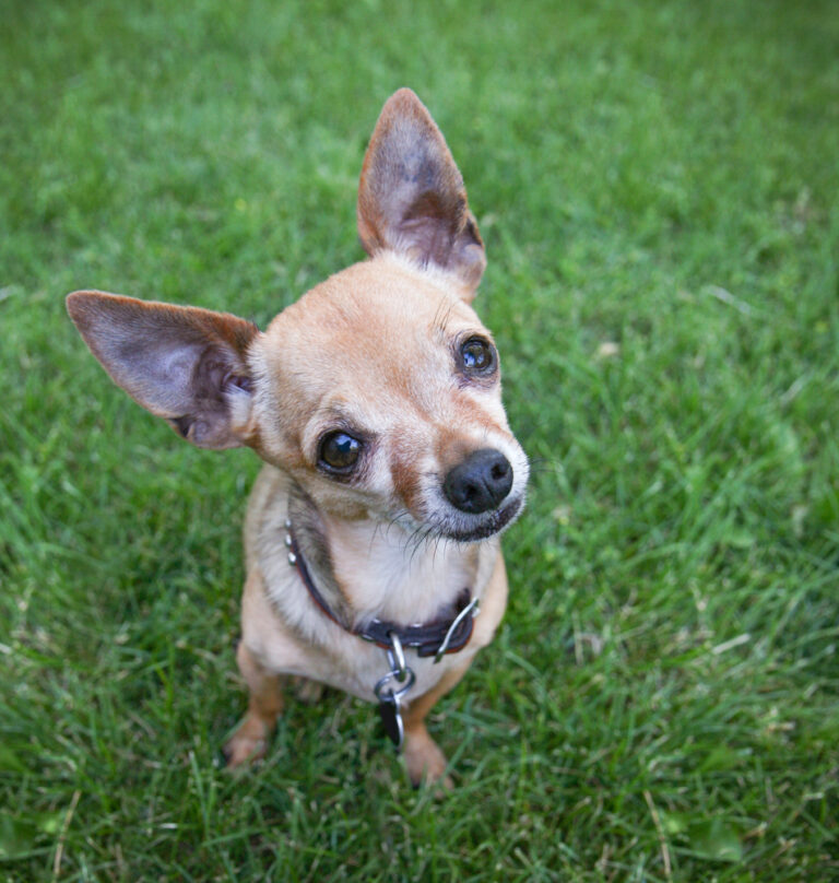 chihuahua sitting in grass