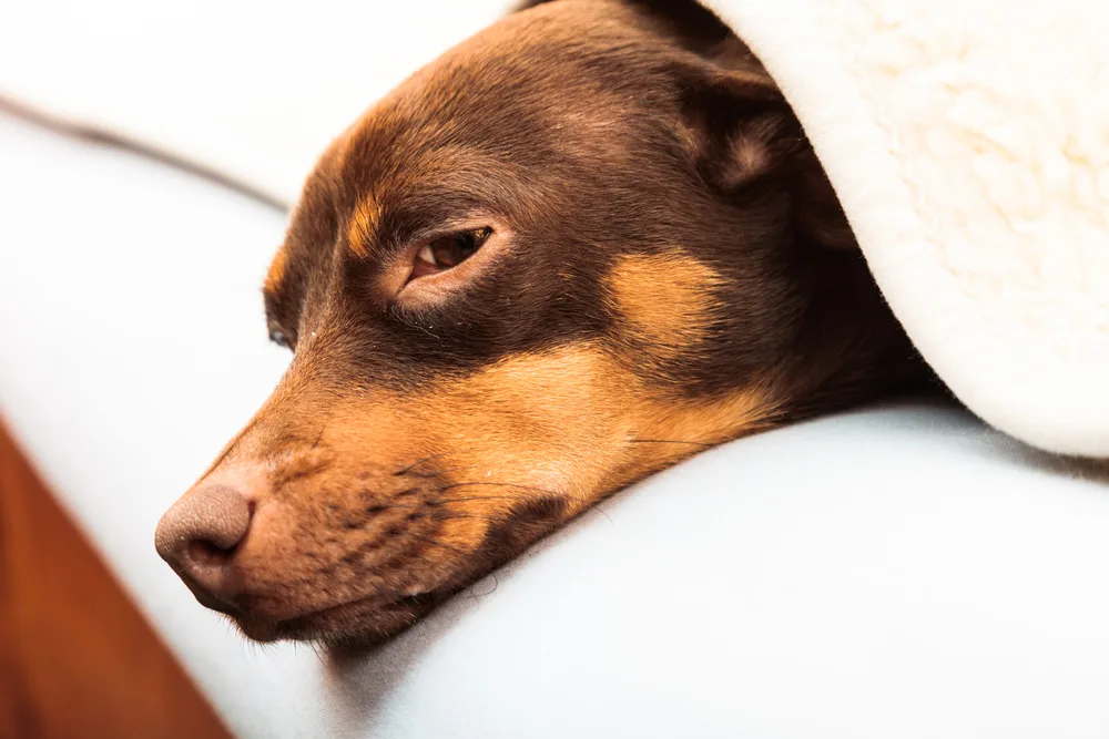 sick chocolate chihuahua under blanket