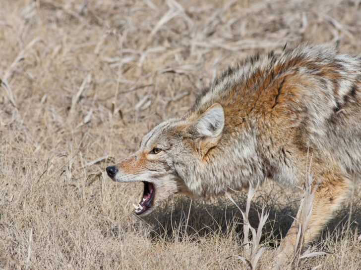 Snarling Coyote