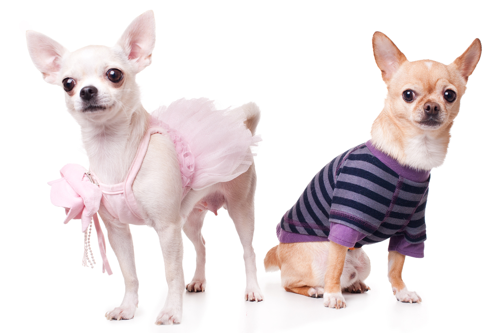 2 chihuahuas wearing clothes