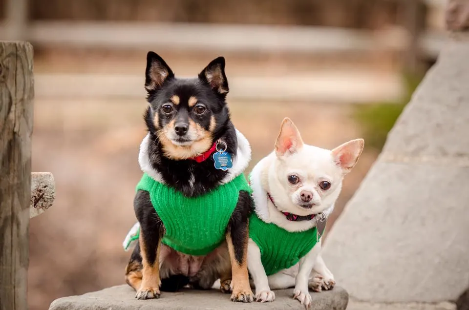 2 chihuahuas in green sweaters