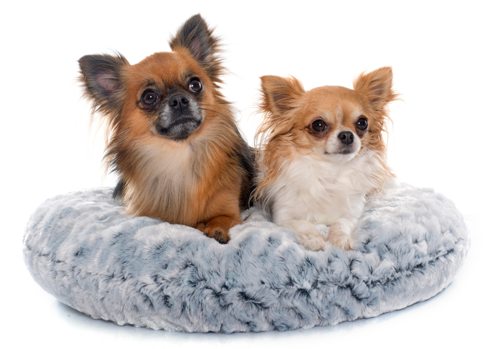 2 long hair chihuahuas in dog bed