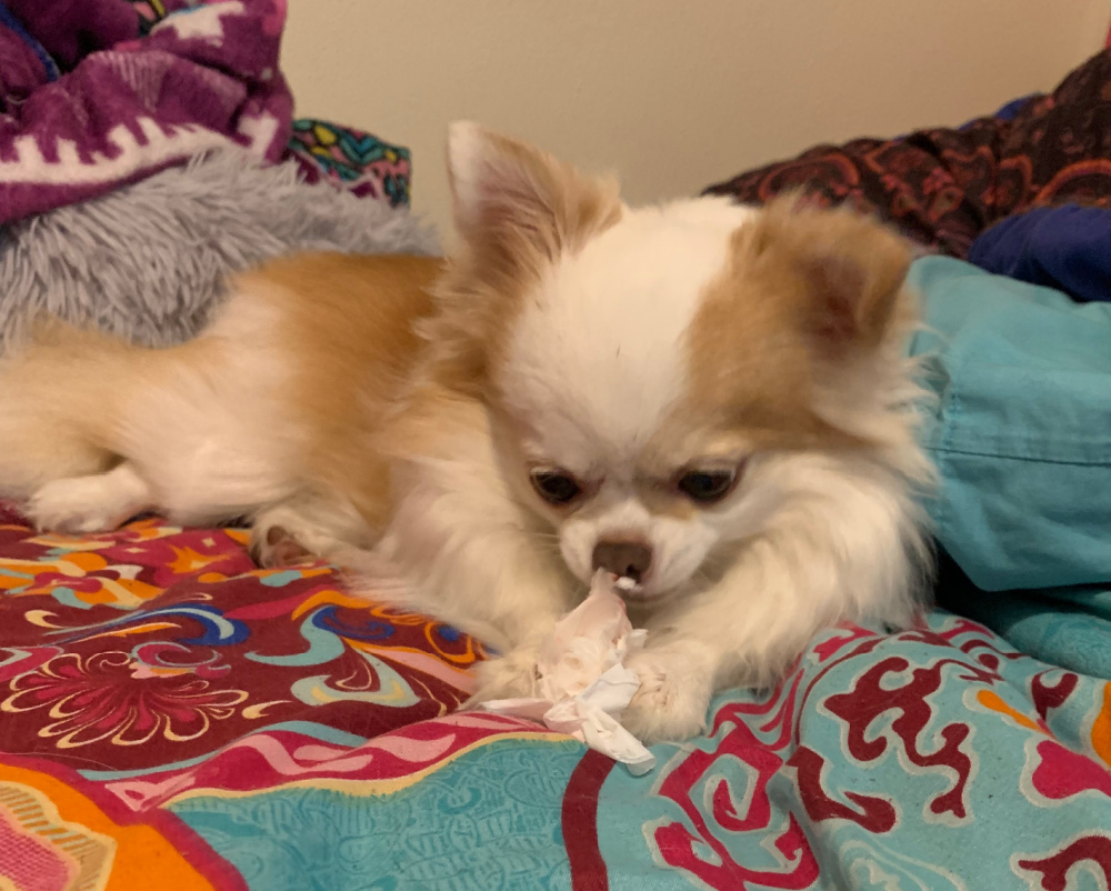 long hair chihuahua laying on bed and tearing up a tissue