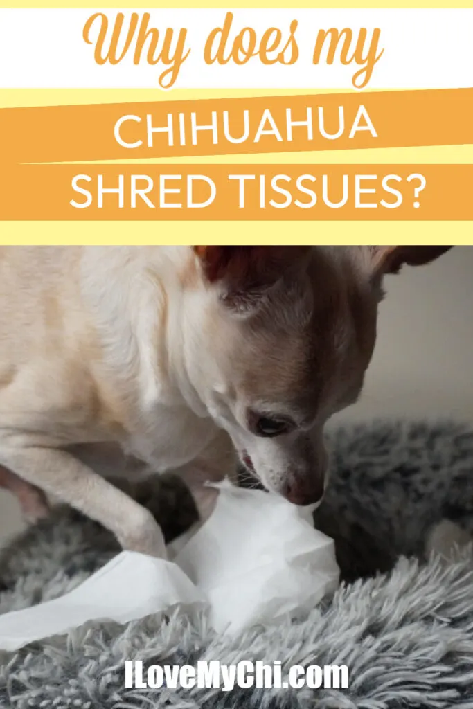 chihuahua shredding tissue