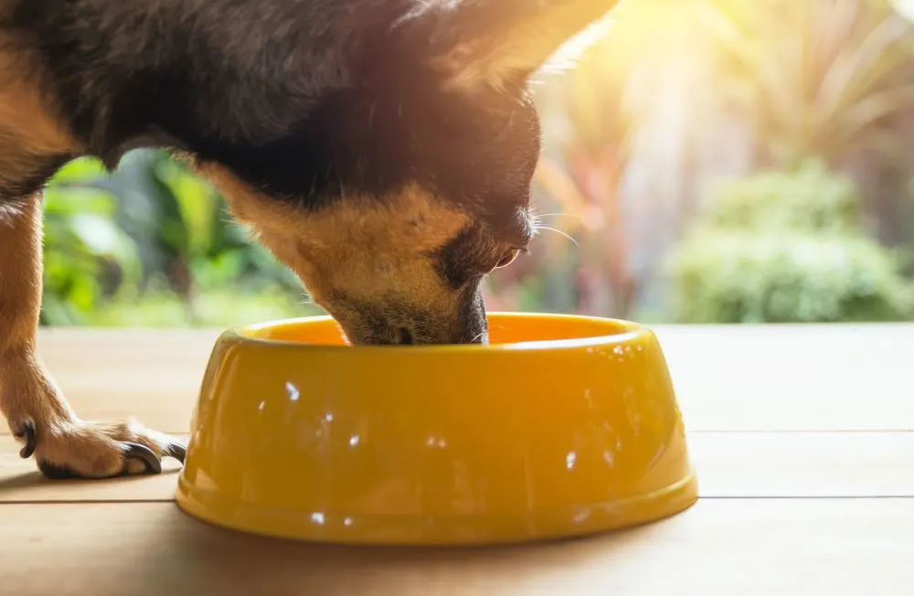 Chihuahua eating from yellow bowl.