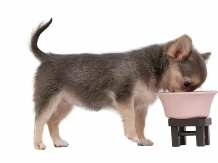 Chihuahua puppy eating from bowl.