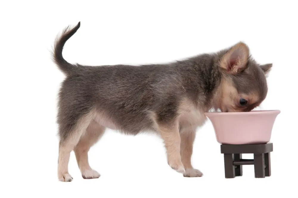 chihuahua puppy eating from bowl