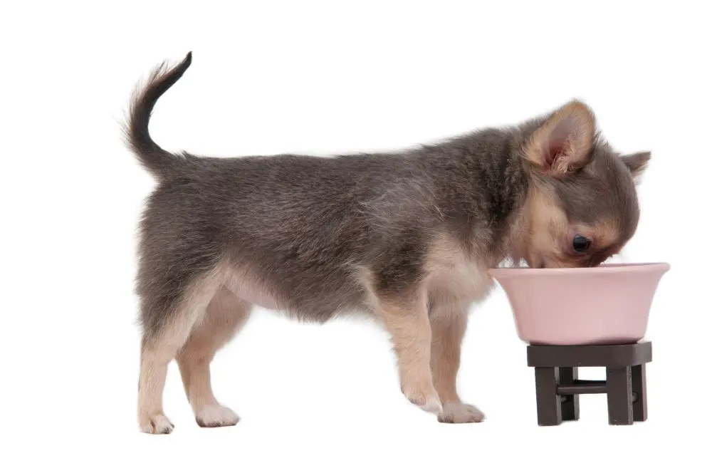 Chihuahua puppy eating from bowl.