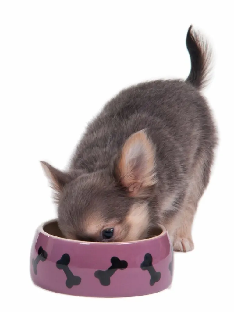 Chihuahua puppy eating from dog bowl.