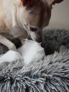 chihuahua shredding a tissue