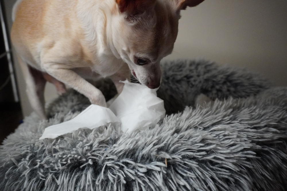 chihuahua shredding a tissue