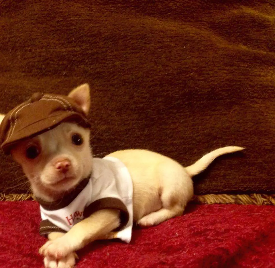 chihuahua boy wearing hat