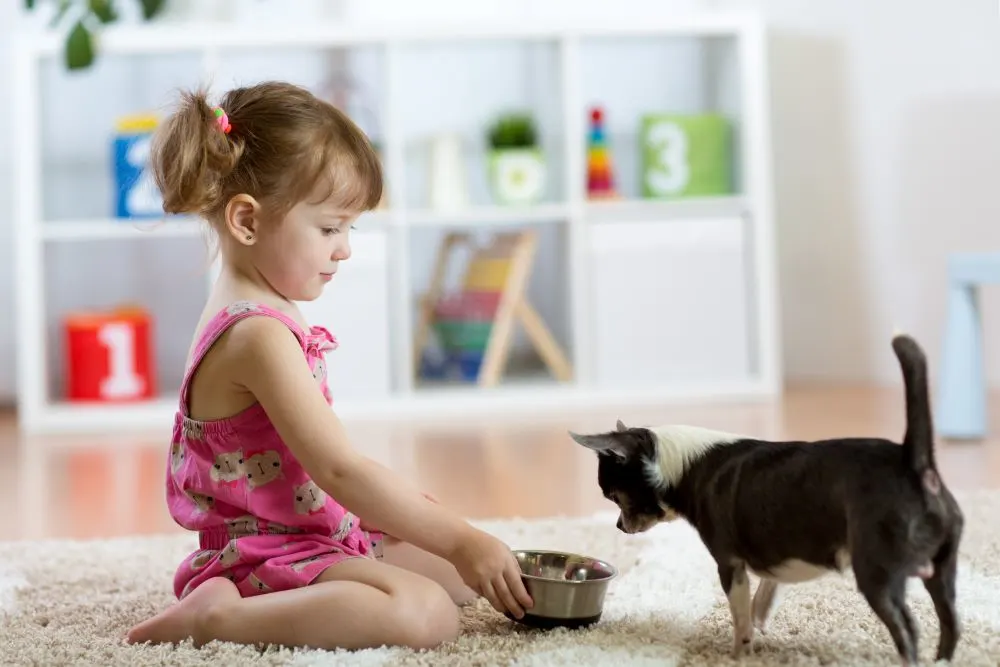 little girl feeding chihuahua