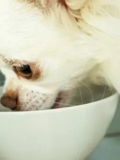 white chihuahua eating from bowl