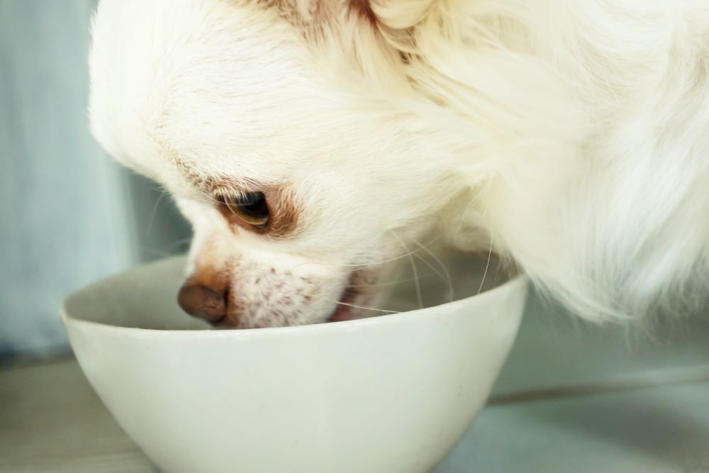 white chihuahua eating from bowl