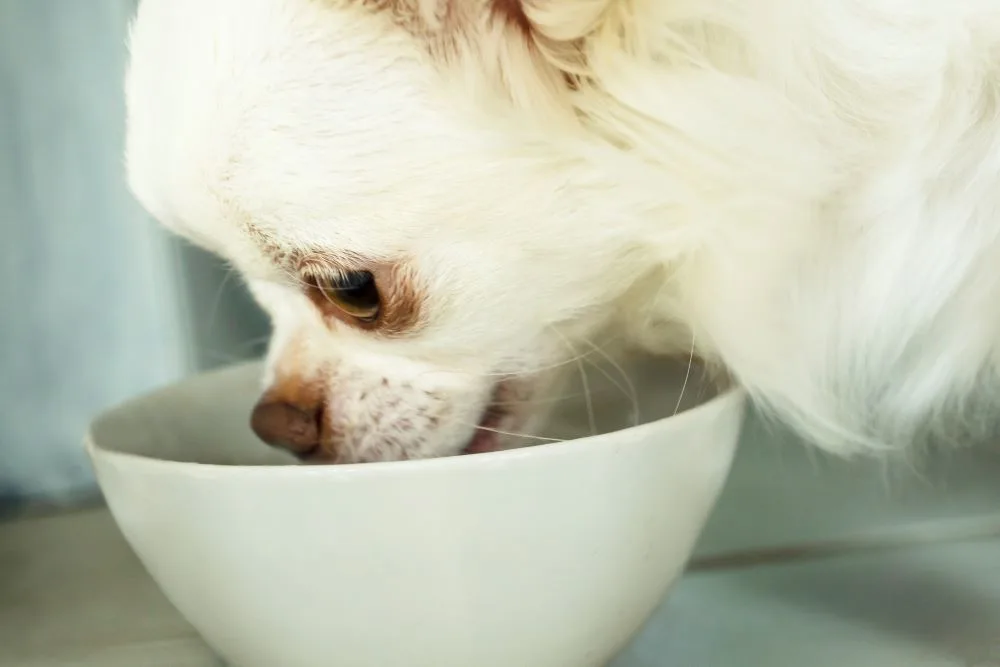 White chihuahua eating from bowl.