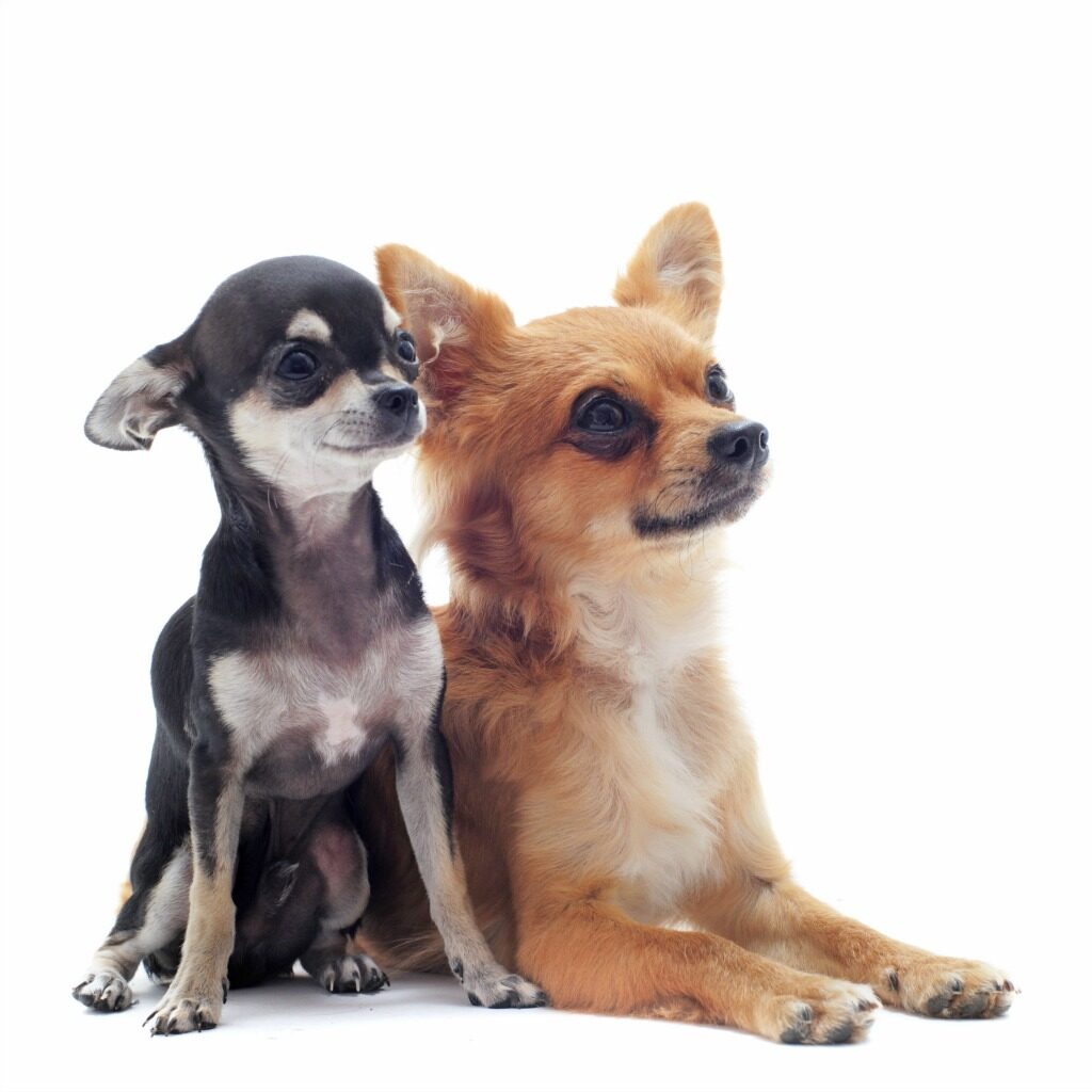 2 adult chihuahuas