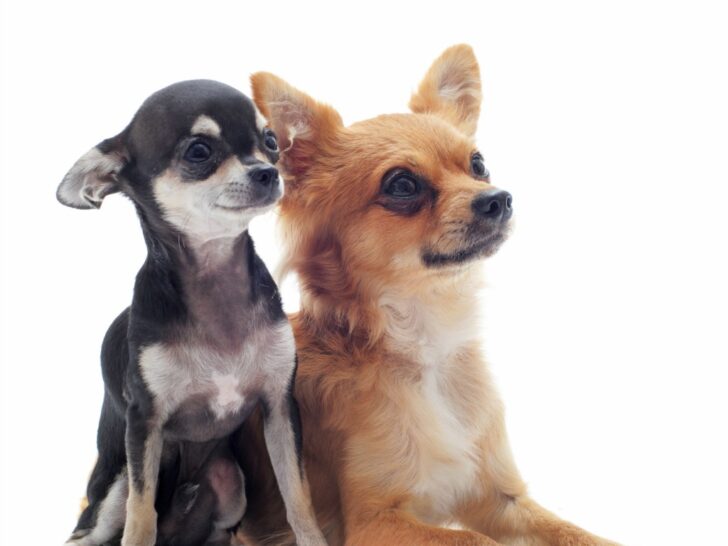 2 adult chihuahuas