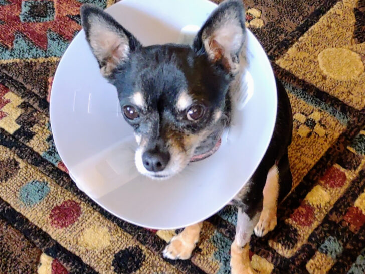 chihuahua wearing surgical collar