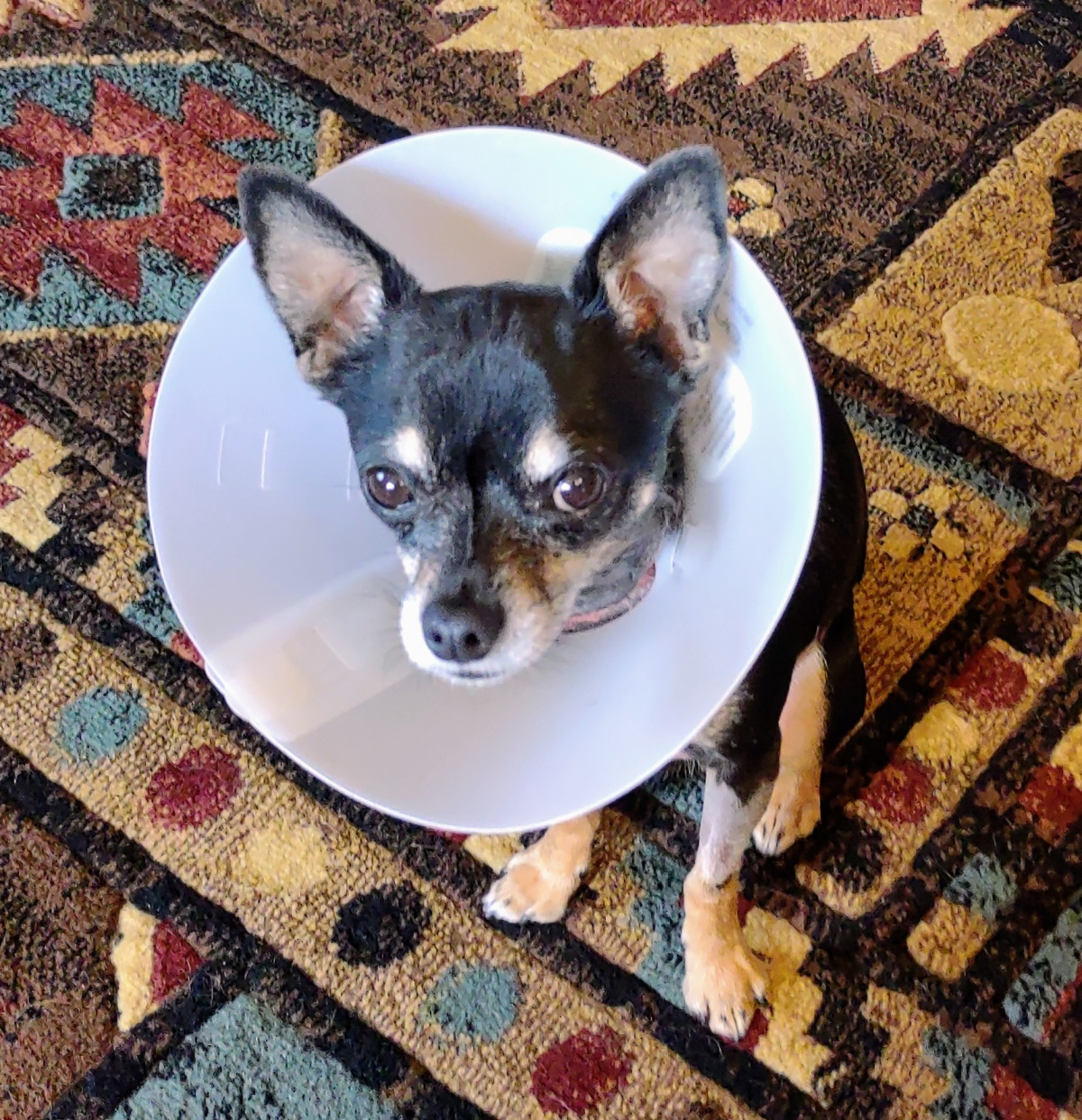 chihuahua wearing surgical collar