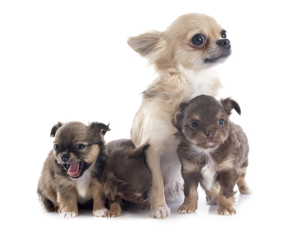 puppies and adult chihuahua in front of white background