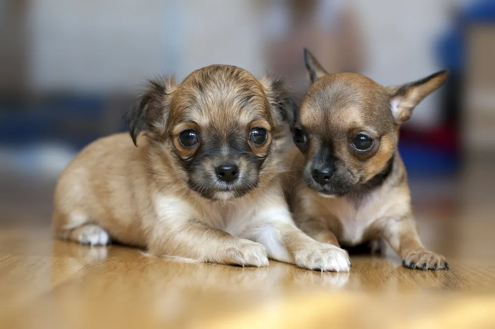 do chihuahua puppies have floppy ears