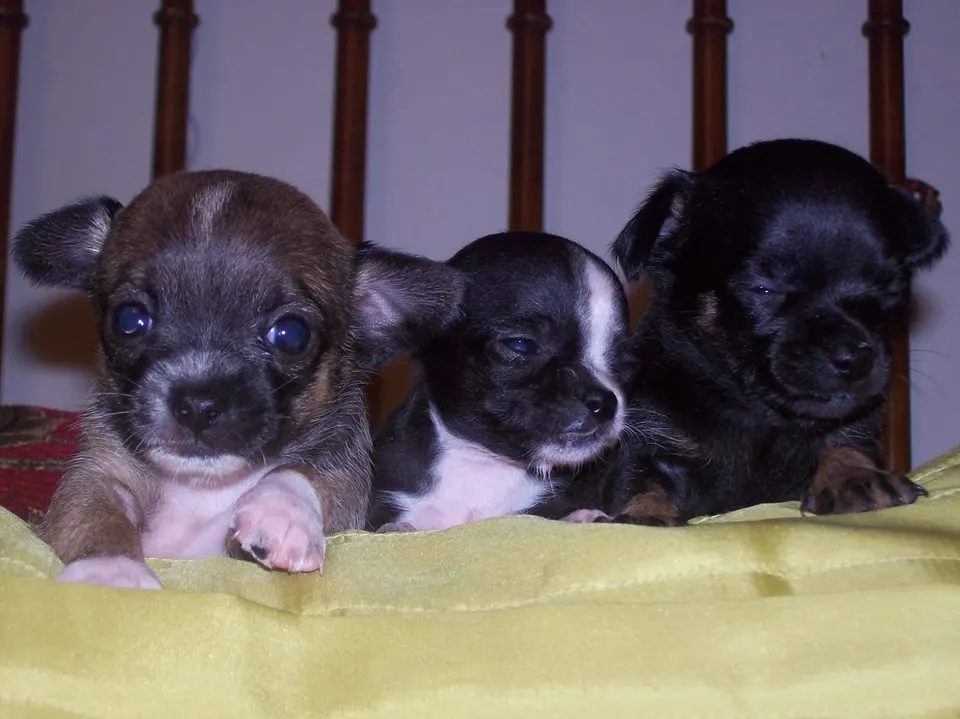 do chihuahua puppies have floppy ears