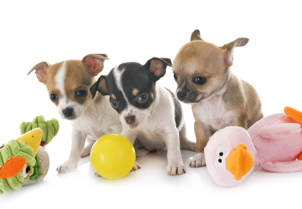 3 chihuahua puppies with fog toys