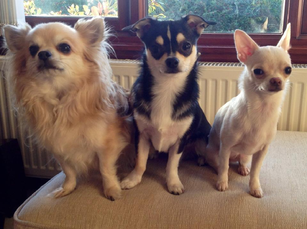 3 little Chihuahuas  