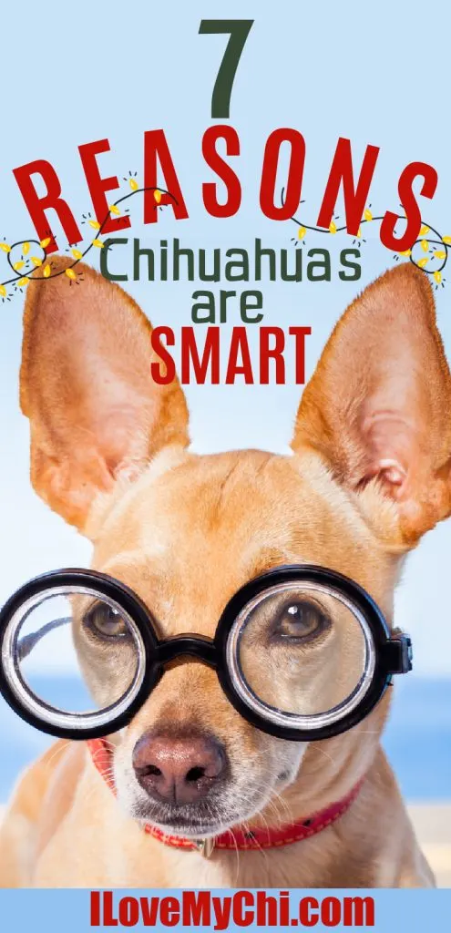 chihuahua wearing glasses