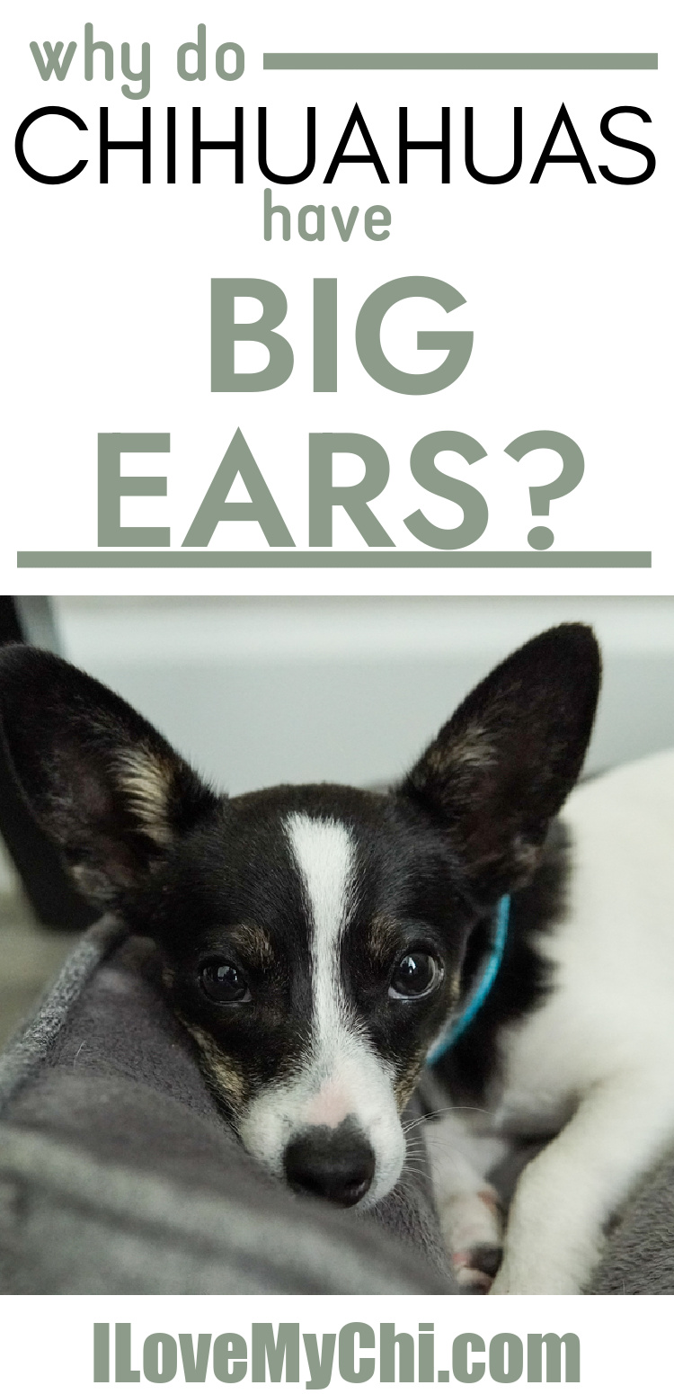 Why Do Chihuahuas Have Big Ears? I Love My Chi