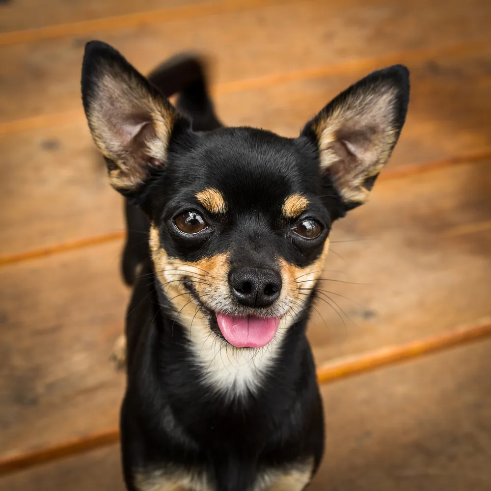 black and tan chihuahua with tongue out.jpg