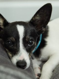 black and white chihuahua with big ears